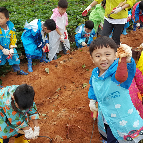 고구마 수확 체험